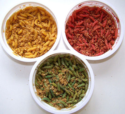 разноцветные опарыши