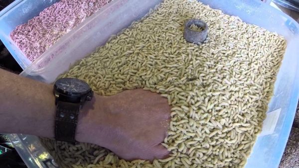 ящик для опарышей