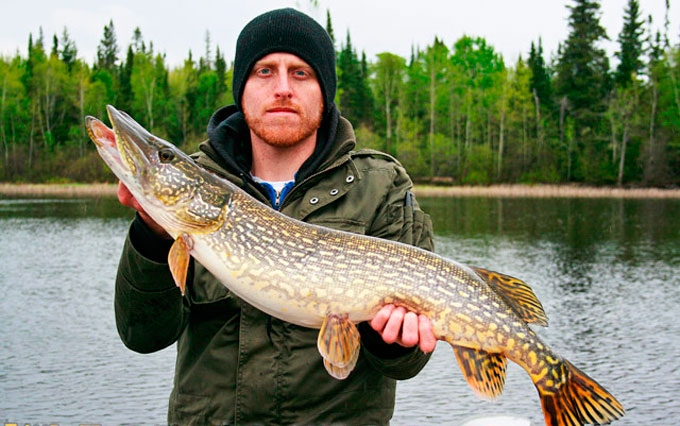 Когда ловится щука весной