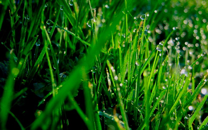 роса на траве