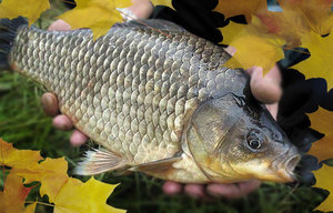 Осень - прекрасное время для лова карасей.