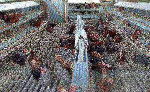 Кормление кур несушек