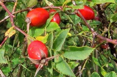 День Арины – Шиповницы