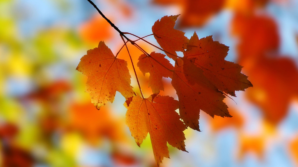 на 12 октября