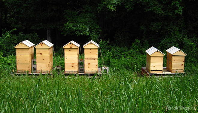 Пасека в деревне
