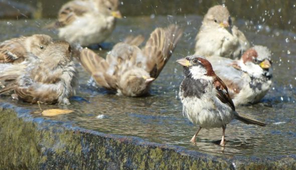 Купание воробьёв сулит тёплую погоду