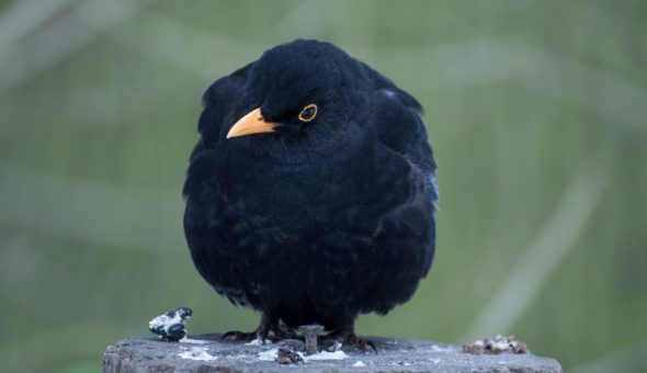 Существующие приметы про птиц