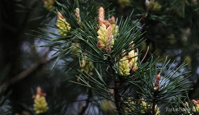 Молодые побеги ели