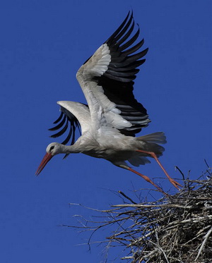 приметы птица