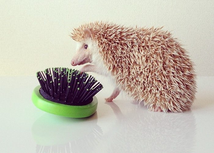 Примета про ежа