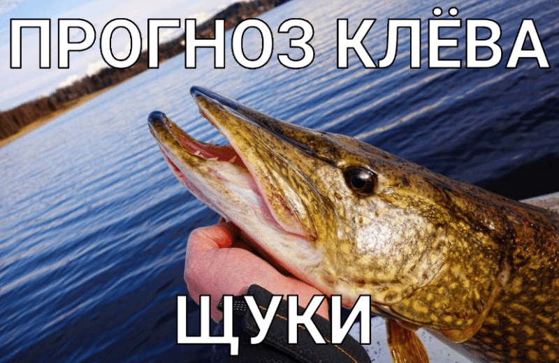 Прогноз клёва щуки от F1sh1ng.ru