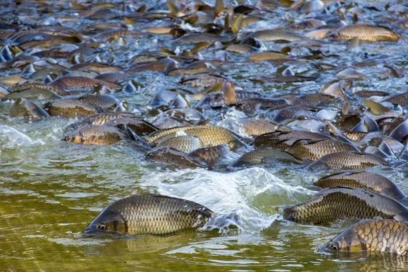 Прогноз рыбалки на сегодня, 5 дней, неделю