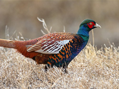 Различные способы охоты на фазанов.