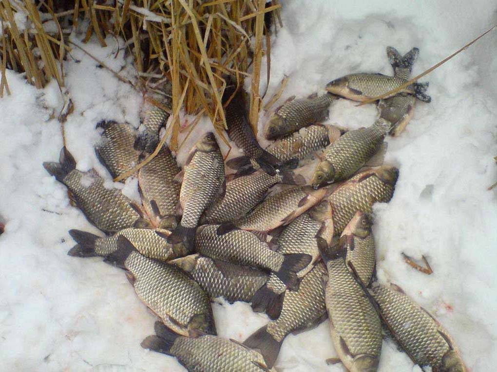 Рыбалка в викуловском районе