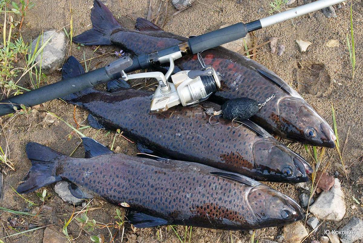 Ишимский район рыбалка