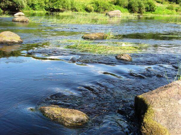 Рыбалка на реке Шелонь