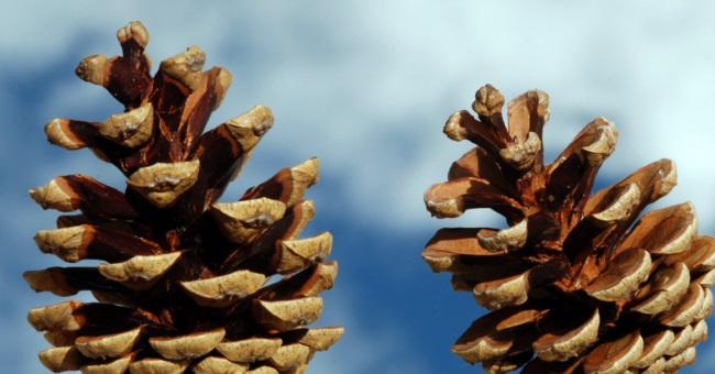 Шишки раскрываются