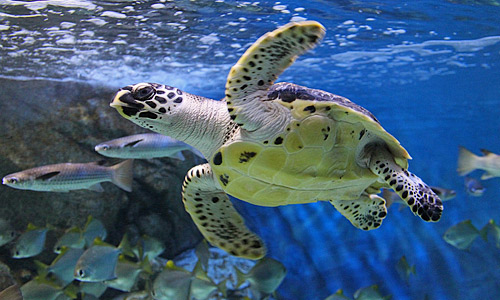 Морской аквариум