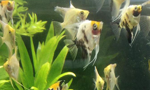 Аквариумные растения