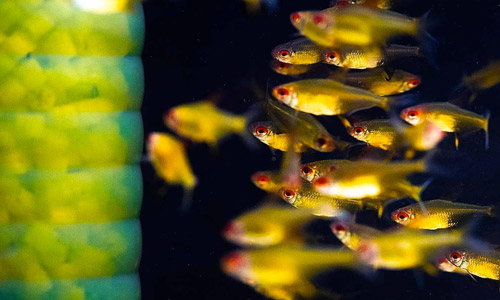 Газообмен в аквариуме