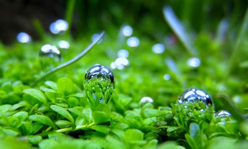 Растения влияют на содержание кислорода в воде