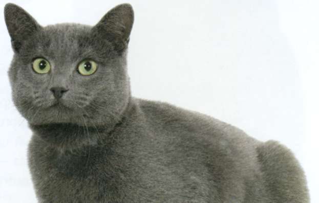 Шартрез, фото кошки