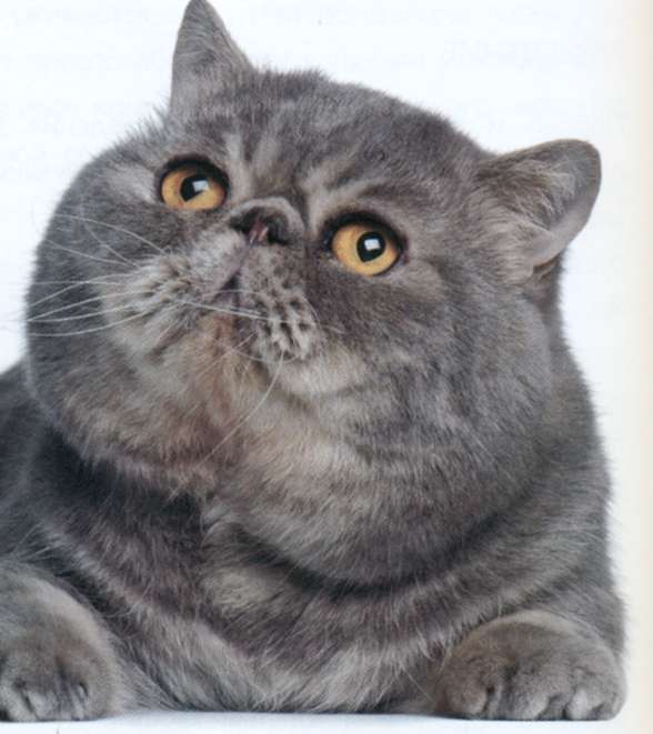 Кот Экзот, фото