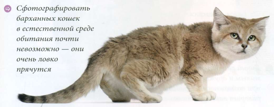 Барханная кошка