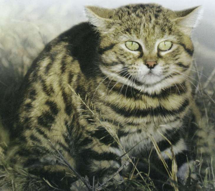 Черноногая кошка, фото