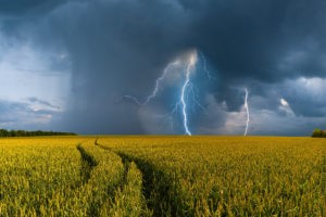 поле пшеницы