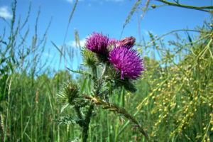 чертополох среди травы