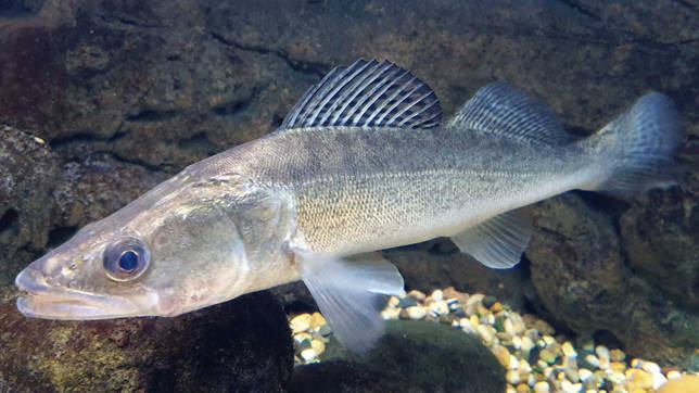 Озеро Бабье: рыбалка и какая рыба водится