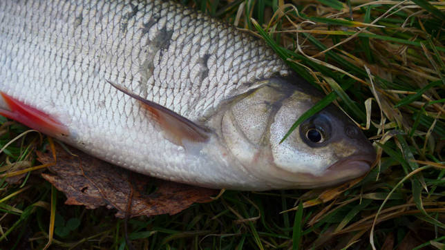 Озеро Бабье: рыбалка и какая рыба водится