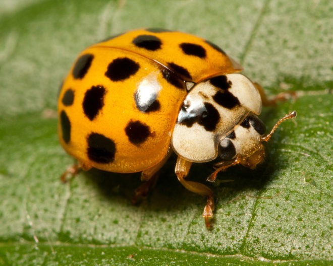 Большая божья коровка