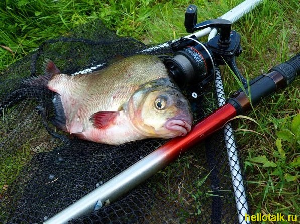 На что ловить леща в июне