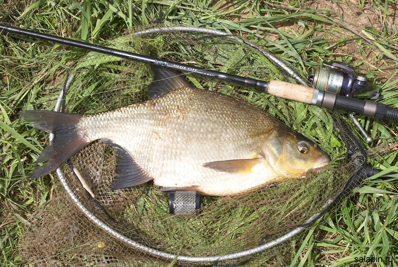 На что ловить леща в июне