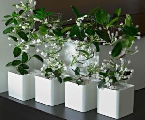 Цветок жасмин комнатный приметы 59