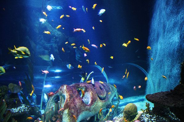 Если Вы соскучились по ярким краскам, то Вам в океанариум Sea Life!