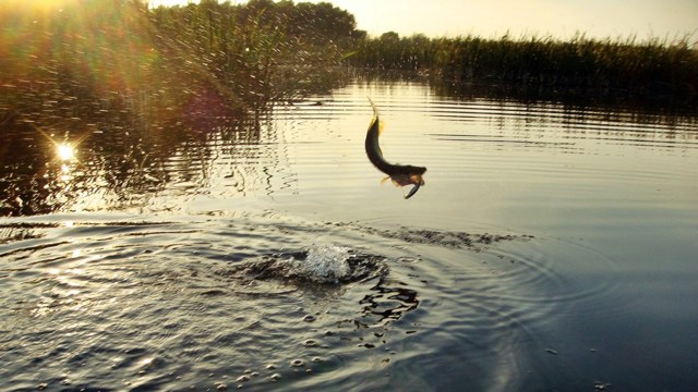 График клева рыбы: на что ловить рыбу и какую, как клюет рыба и где