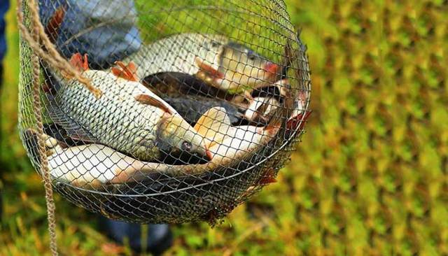 График клева рыбы: на что ловить рыбу и какую, как клюет рыба и где