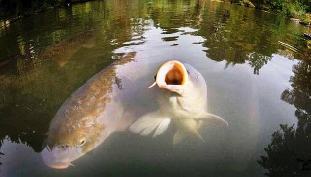 График клева рыбы: на что ловить рыбу и какую, как клюет рыба и где