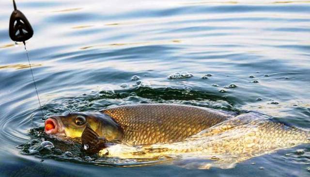 График клева рыбы: на что ловить рыбу и какую, как клюет рыба и где