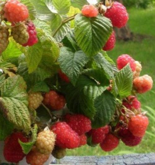 Как определить малина ремонтантная или нет. Выращивание малины ремонтантной – особенности растения и уход 03