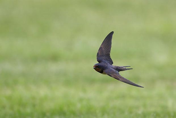 Ласточки тревожно носятся туда-сюда низко