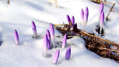 Дачные работы в марте