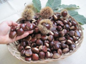 Как отличить съедобные и несъедобные каштаны