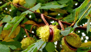 Как посадить каштан