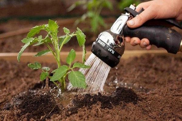 внесение полива