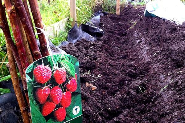 клумба для посадки