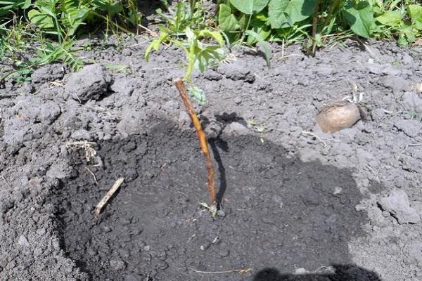 культура посажена